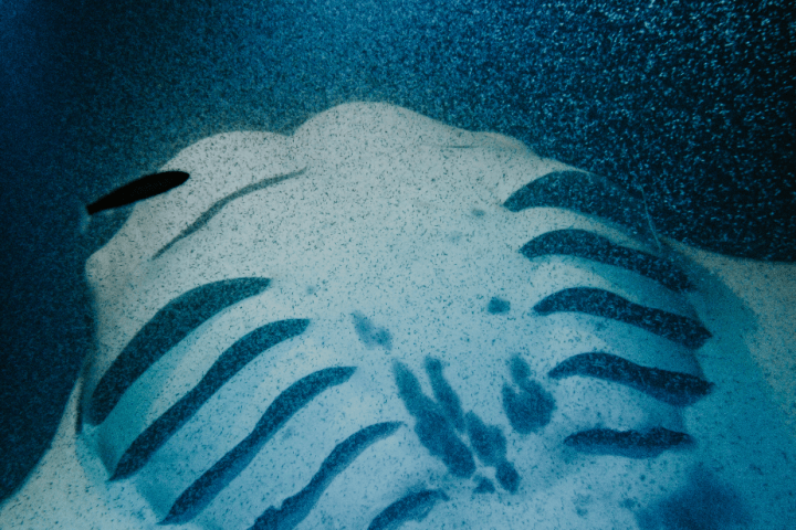 a close up of a fish