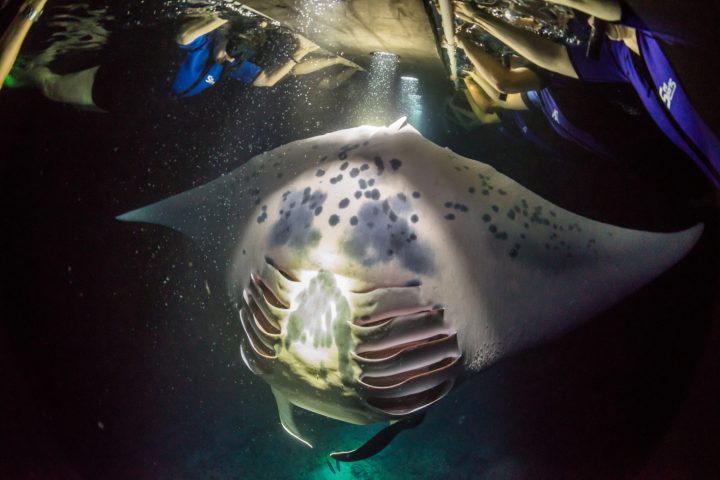 Manta ray under light board