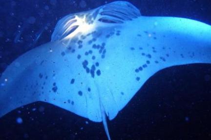 Manta Ray