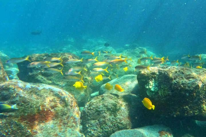 a coral in the water