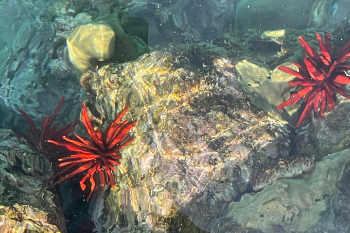 underwater view of a large rock