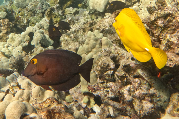 underwater view of a large rock
